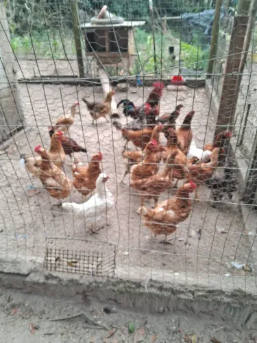 Galinhas caipira 
