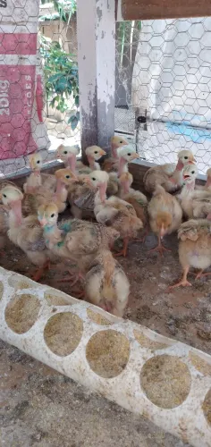 Venda de pintinhos em saquarema 