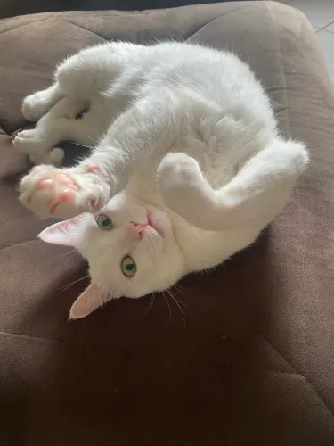 Doação gata