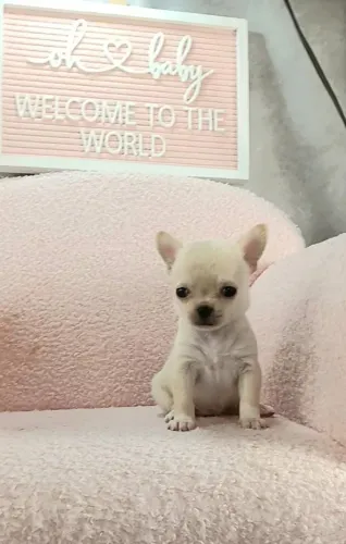 Chihuahua,Chihuahua Filhote Vacinado e Vermifugado