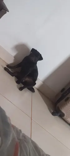 Vendo pug femea
