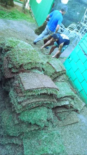 Grama Verde em Placa