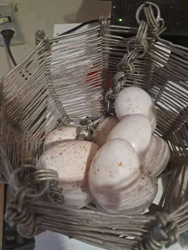 Ovos de Peru galado disponível 