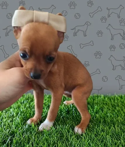 Pinscher para Sua Família