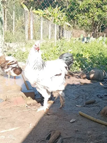 Frangas e frangos 