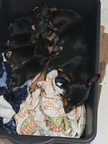 Filhote de pinscher 