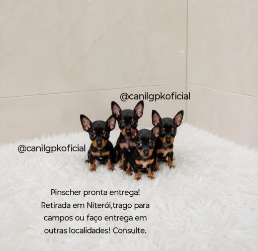 Machinhos de pinscher miniatura verdadeiros bibelôs!