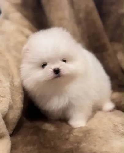 Spitz alemão anão -Micro chip -Pedigree /Garantia em contrato 