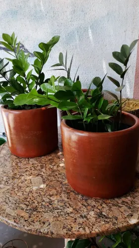 Vaso com planta ? 120 reais cada
