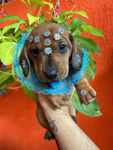 Basset anão filhotes