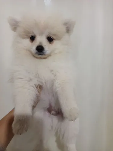 Spitz alemão 