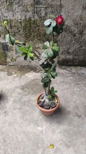 Rosa do deserto 250 reais o menor preço do mercado