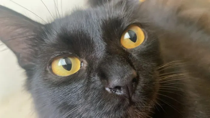 Doaçao DUAS GATAS
