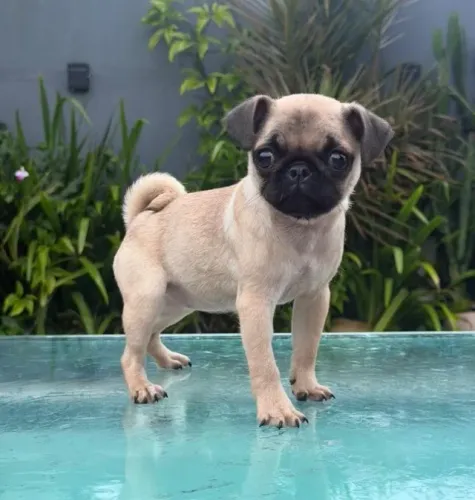 Pug