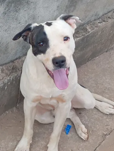 Doação de animais
