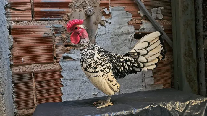 Galo Pescoço Pelado Ornamental