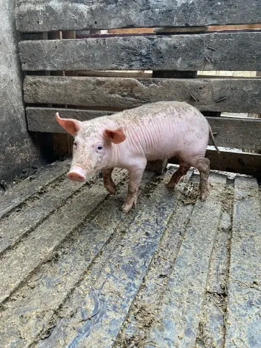 3 leitoinhas e 1 leitão barato *LEIA*
