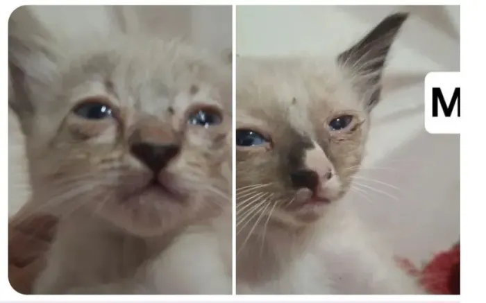 Doação de lindos filhotes de gatos ?