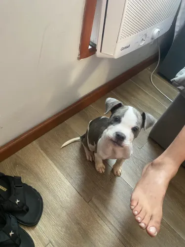 American Bully
