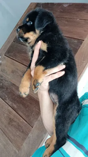 Rottweiler 
