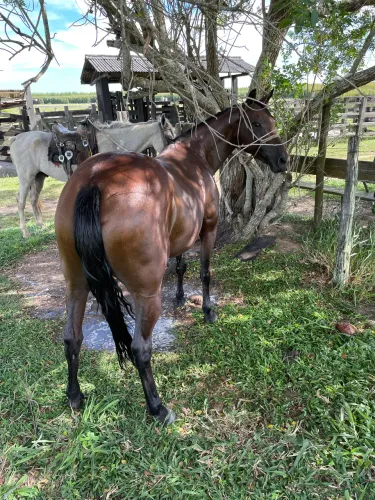 Égua Quarto de Millha 