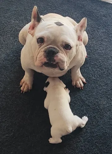 Bulldog Francês