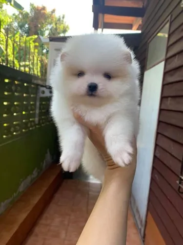 Spitz Alemão Filhotes de mais alto padrão da raça