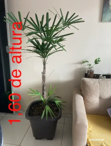 Palmeira Ráfia natural 1,60 altura