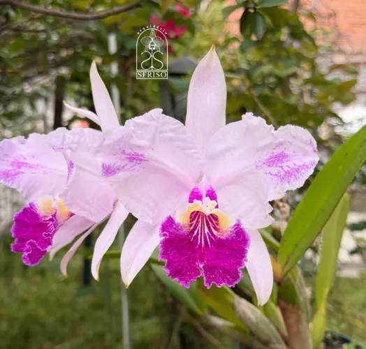 Cattleya lueddemaniana Atropurpurea Flamea