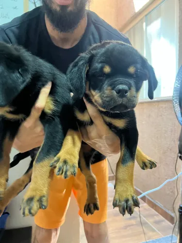 ROTTWEILER REGISTRADO