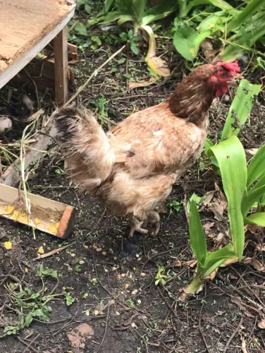 Vem galinha de raça 