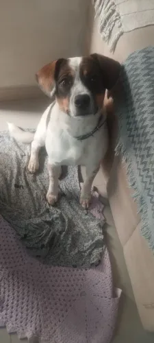 Doa se cachorro