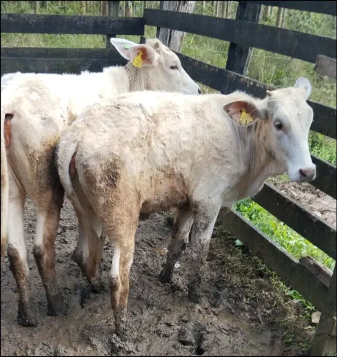 Novilhas Charolês e Hereford