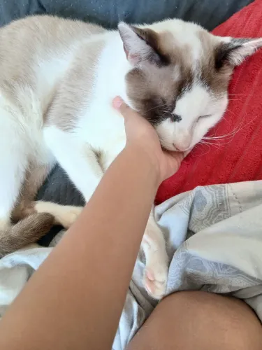 Doação de gato