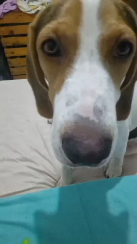 Vendo beagle