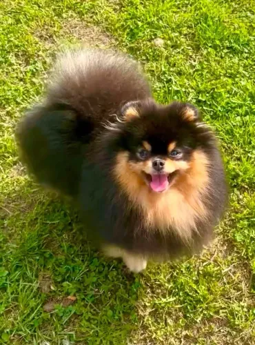Cachorro Lulu anão vendo ou troco por celular iPhone