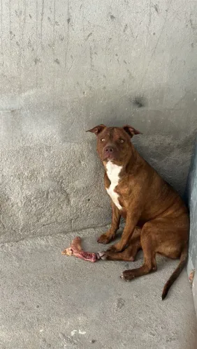 Filhote de pitbull monster