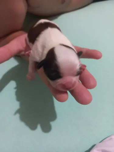 FILHOTES DE SHIH-TZU FÊMEA  PRA RESERVA.