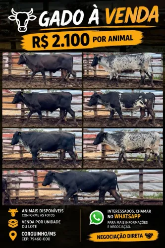 ? GADO À VENDA ? R$ 2.100 POR CABEÇA