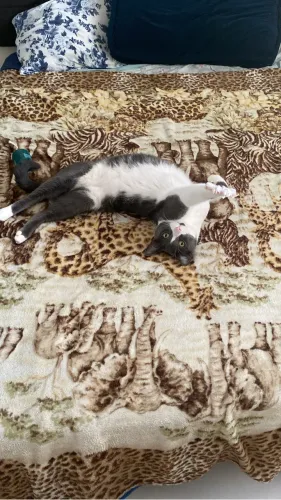 Gato para adoção