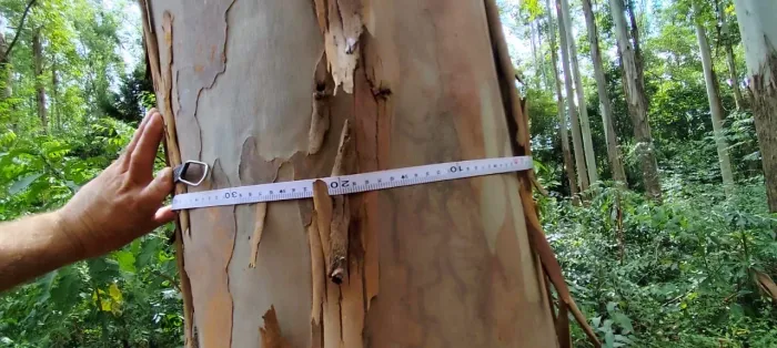 EUCALIPTO À VENDA EM ROLANTE RS