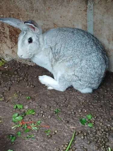 Coelhos