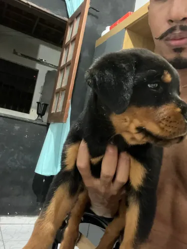 filhote de rottweiler 