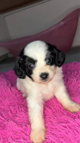 Vendo cachorro da raça shitszu com poodle