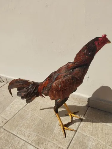 Galo