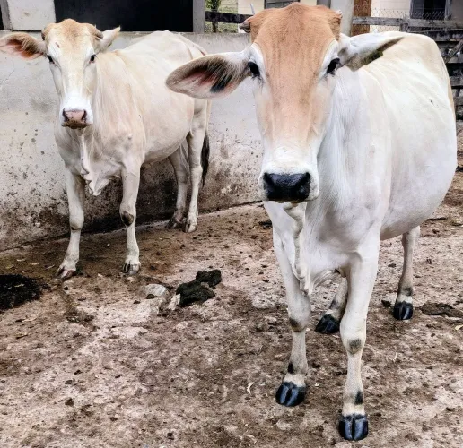 1 vaca e 1 novilha