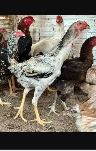 Ovos galados 