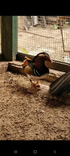 Pato mandarim