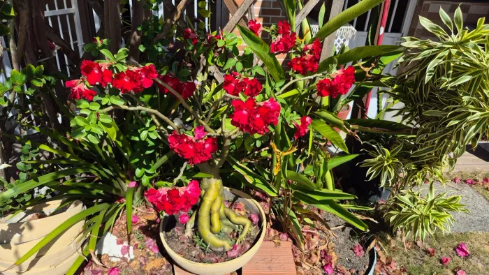 Vendo rosas do deserto aqui em Salvador.