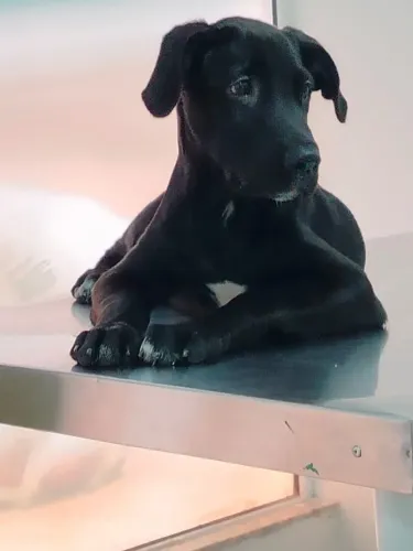 Cachorro labrador 8 meses